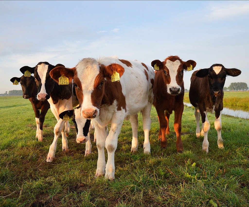 Importation of Cattle to Malaysia A Growing Industry