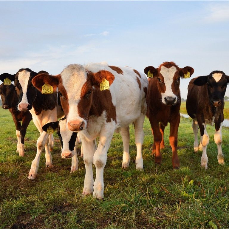 Article - Importation of Cattle to Malaysia - A Growing Industry